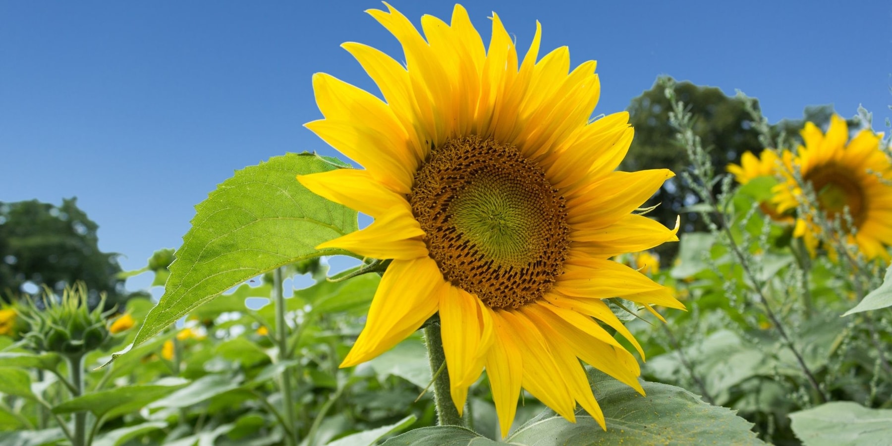 5 Breathtaking Sunflower Fields in the UK to Visit This Summer