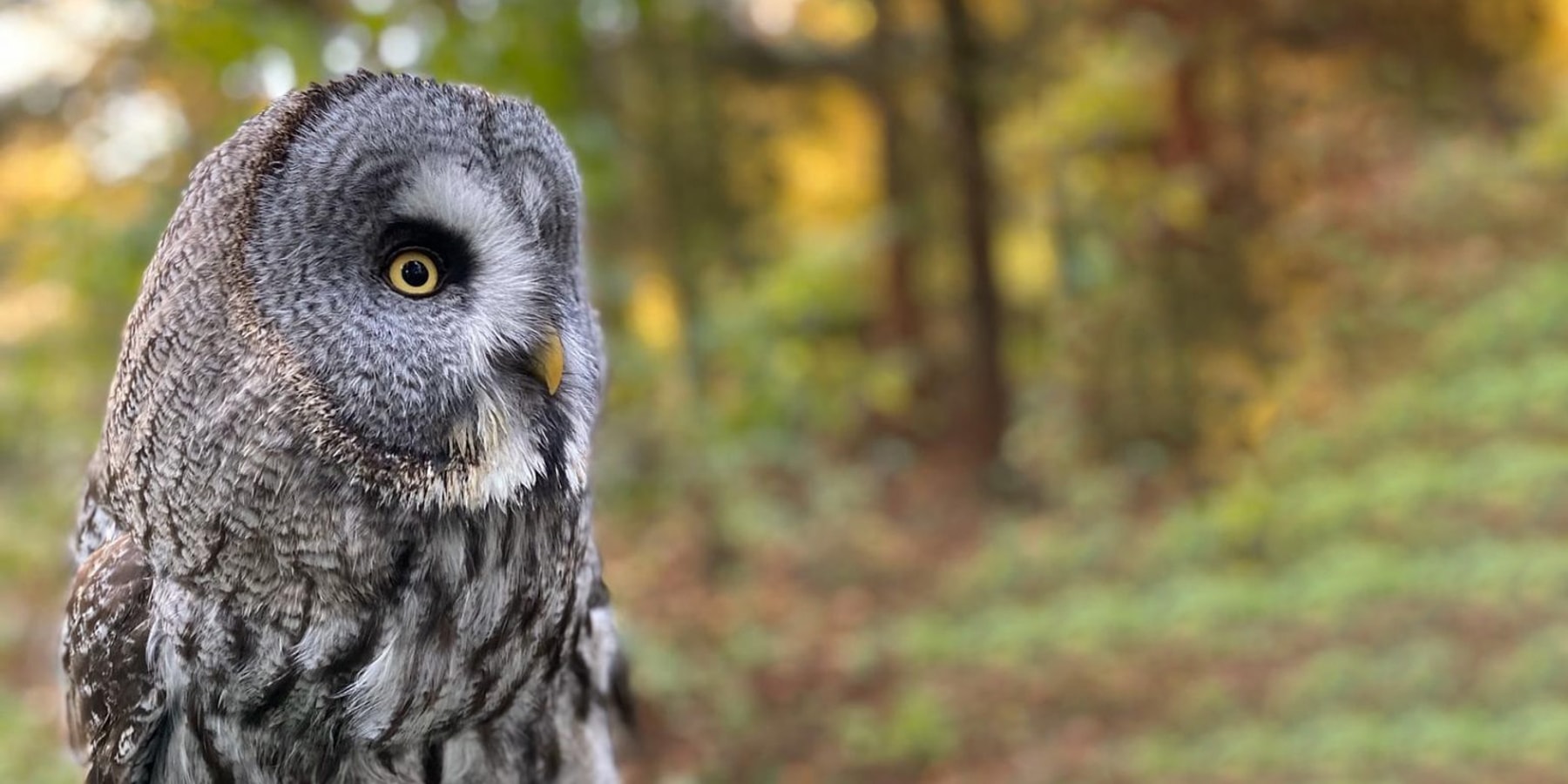 7 Best Places for Animal Encounters near London