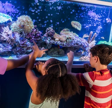 Aquariums