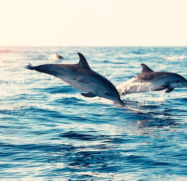 Dolphin and Whale Watching