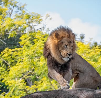 Safari Parks