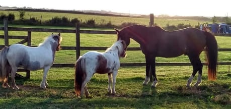 Sunnymead Farm