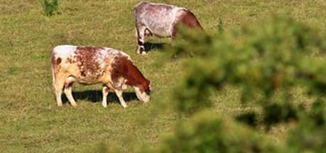 The Rancher Certificated Site