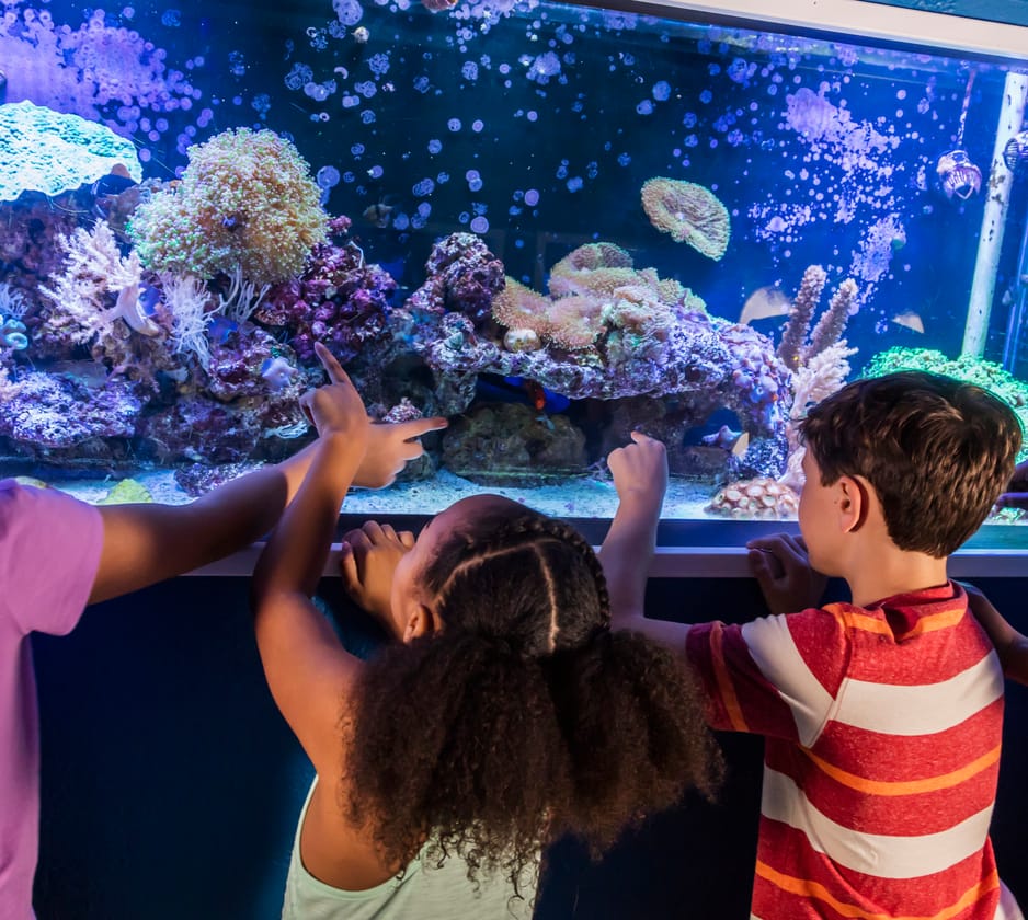 Aquariums in Isle of Wight, South East England, UK