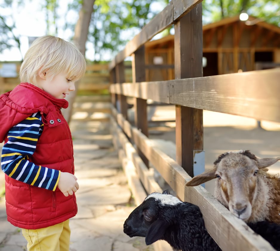 Childrens Farms and Petting Zoos in Wiltshire, South West England, UK