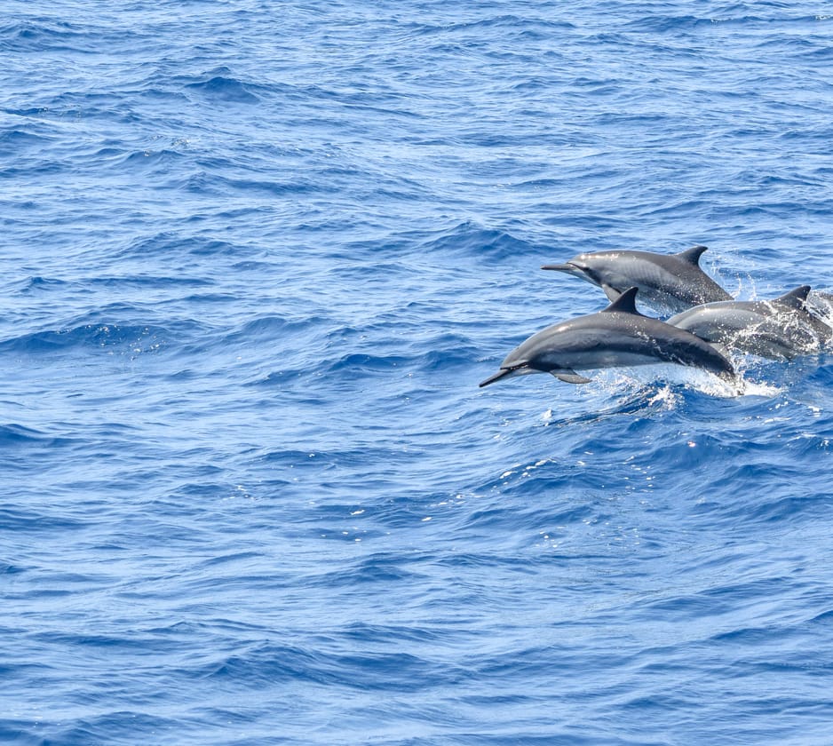 Dolphin and Whale Watching in Port Isaac, Cornwall, South West England, UK