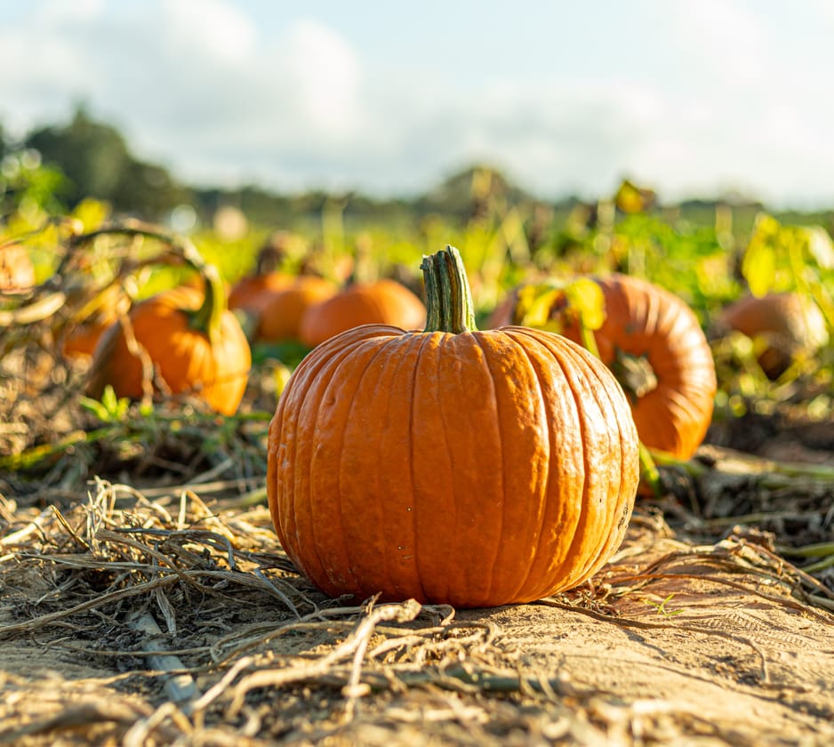 Pumpkin Picking in Wiltshire, South West England, UK