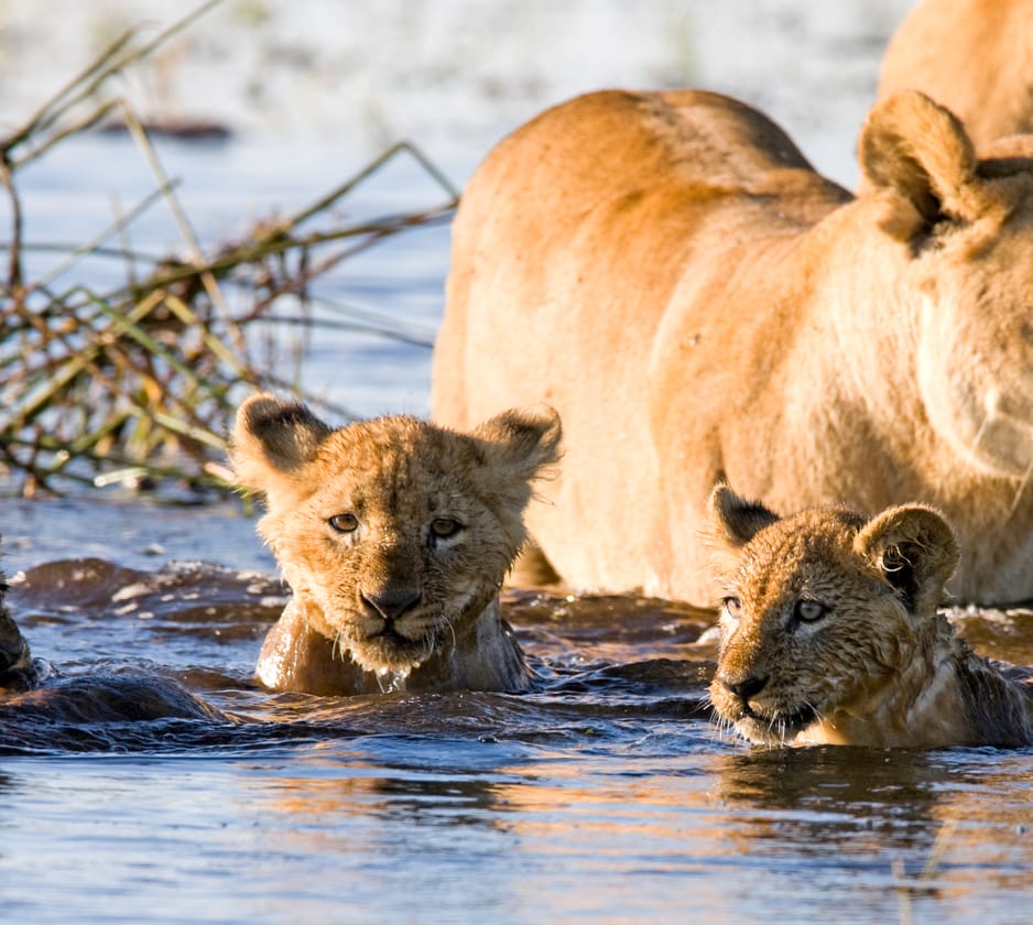 Safari Parks in Milton Keynes, South East England, UK
