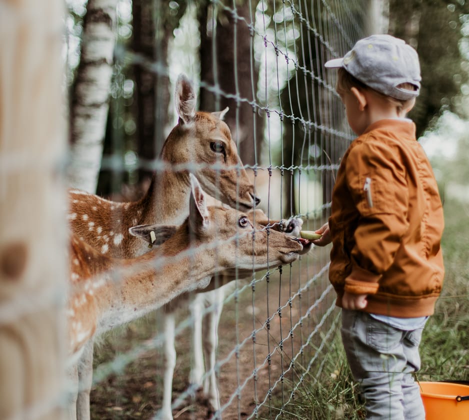 Zoos, Wildlife Parks and Safari Parks in Dorset, South West England, UK