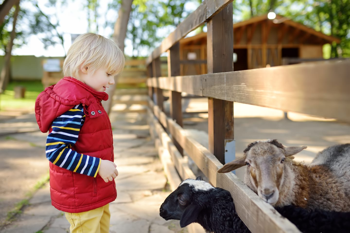 Childrens Farms and Petting Zoos