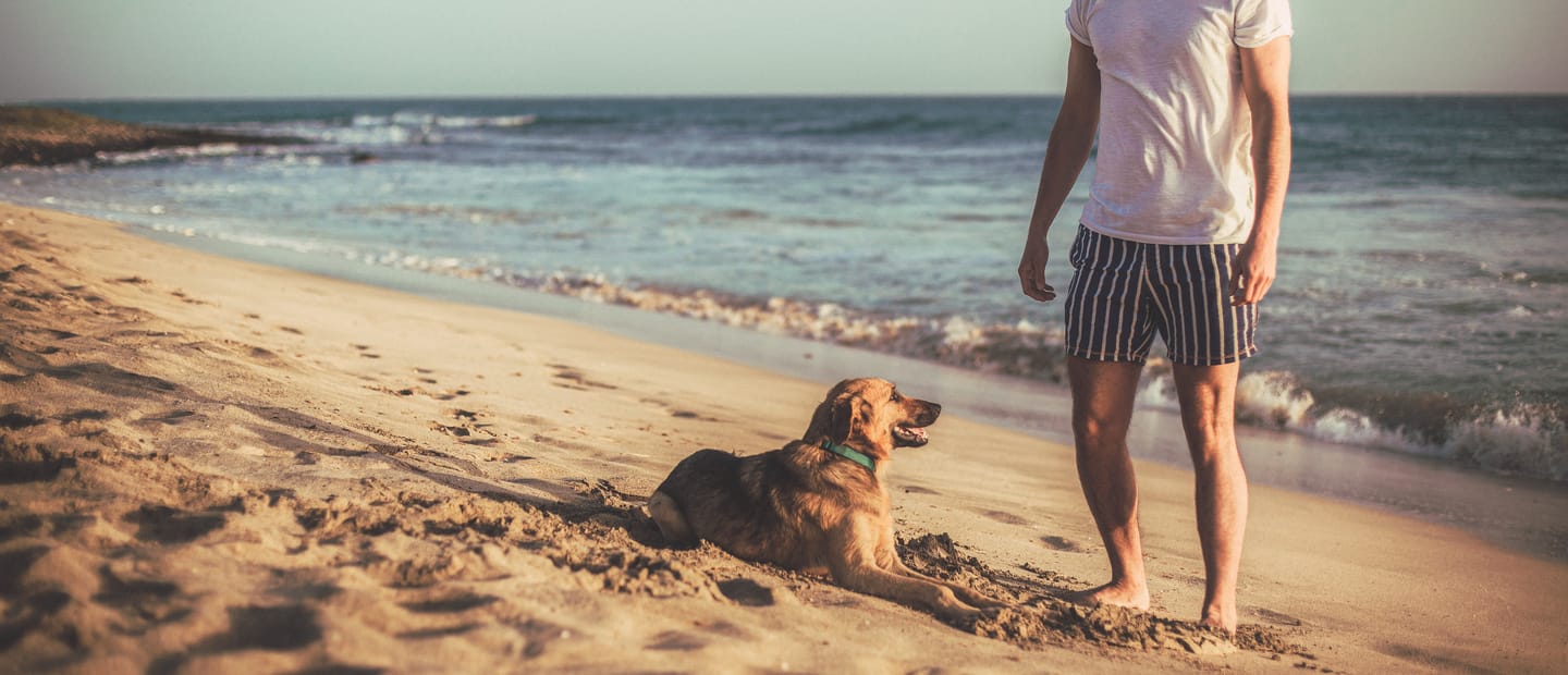 Dog Walking 