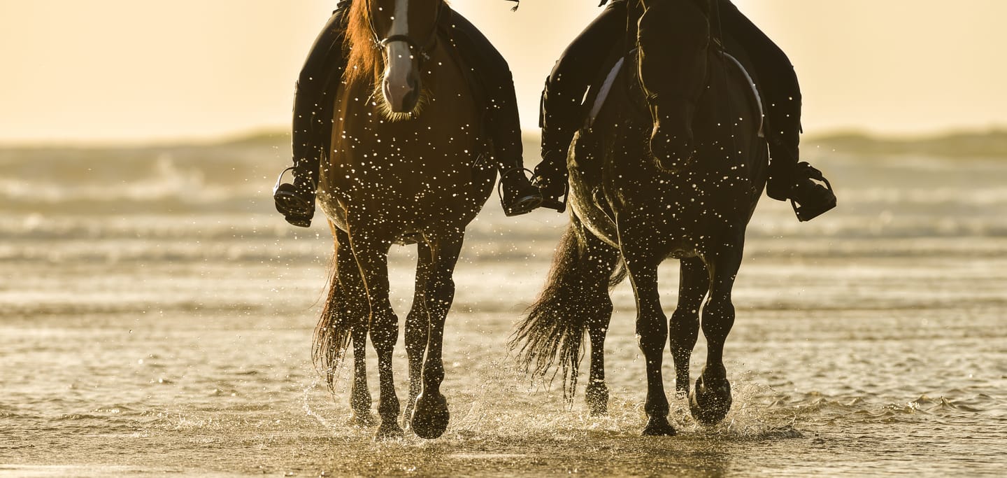 Horse Riding