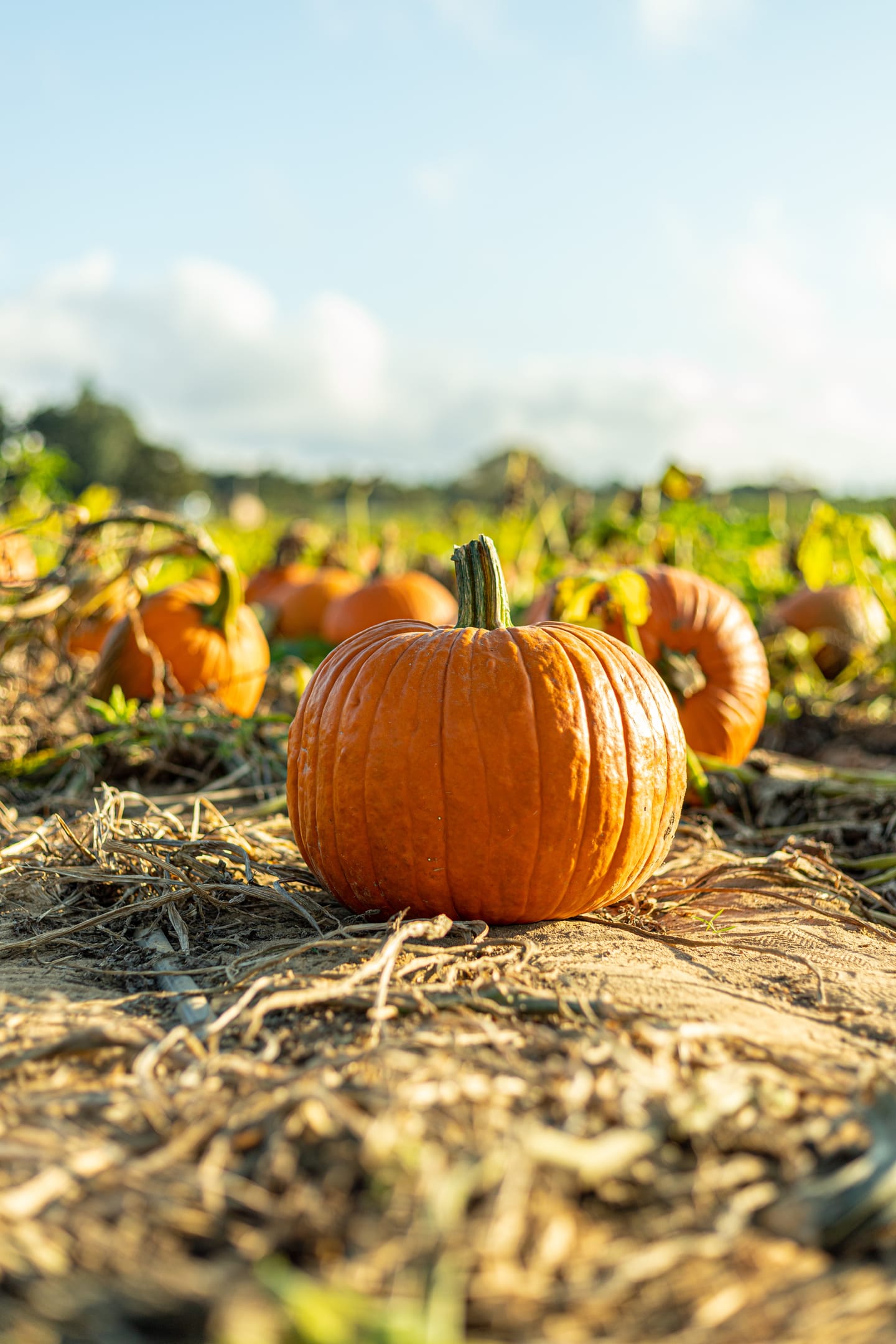 Pumpkin Picking