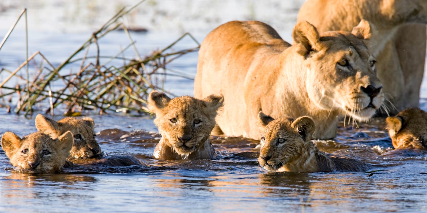 Safari Parks