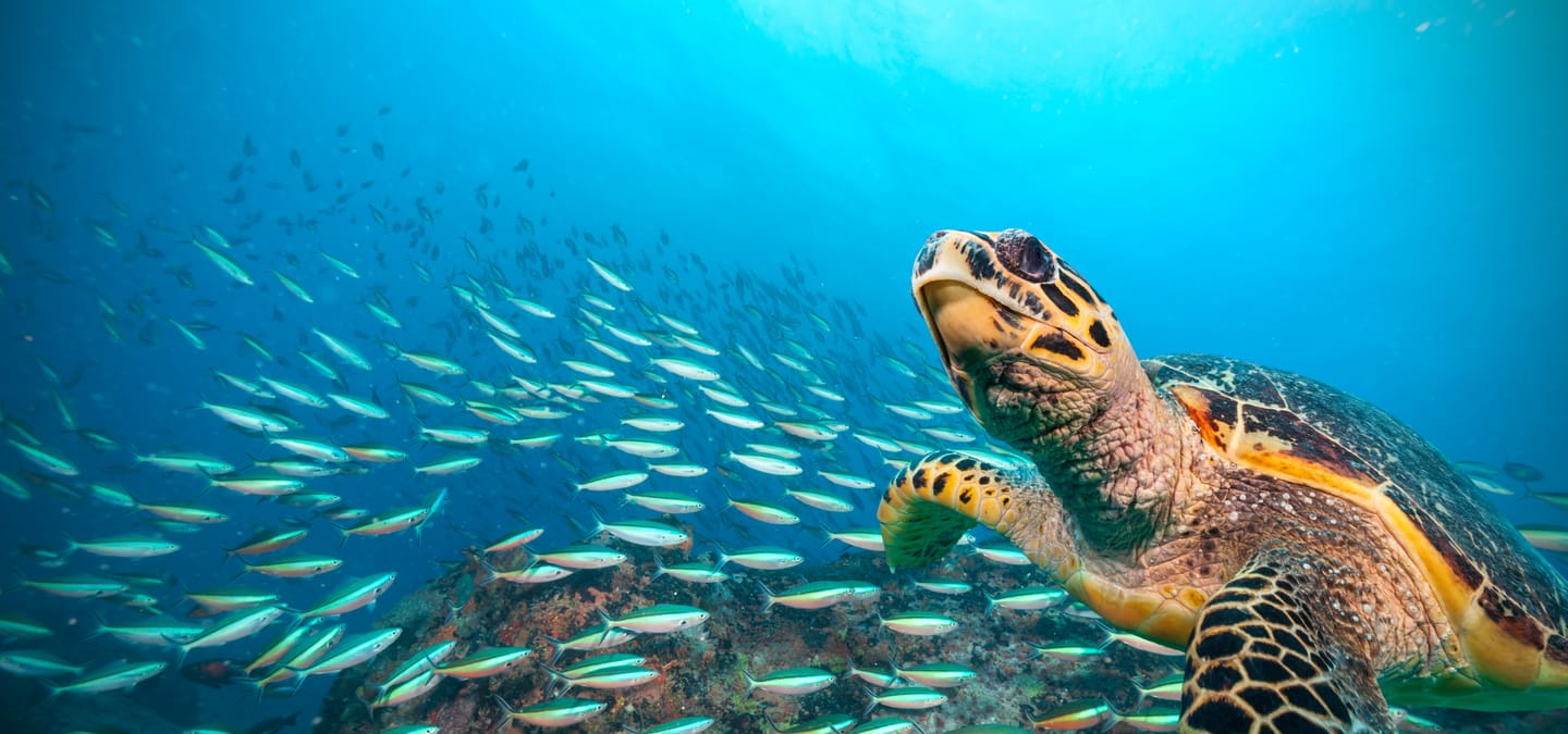 Scuba diving
