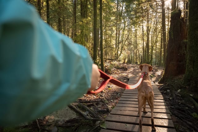 Dog Walking 