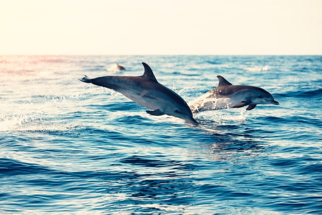 Dolphin and Whale Watching