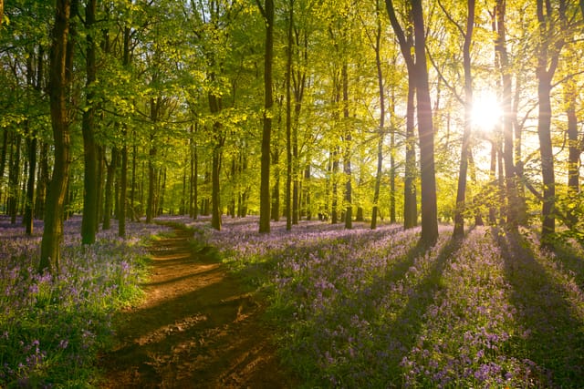 Forest