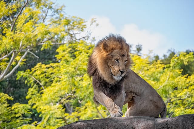 Safari Parks