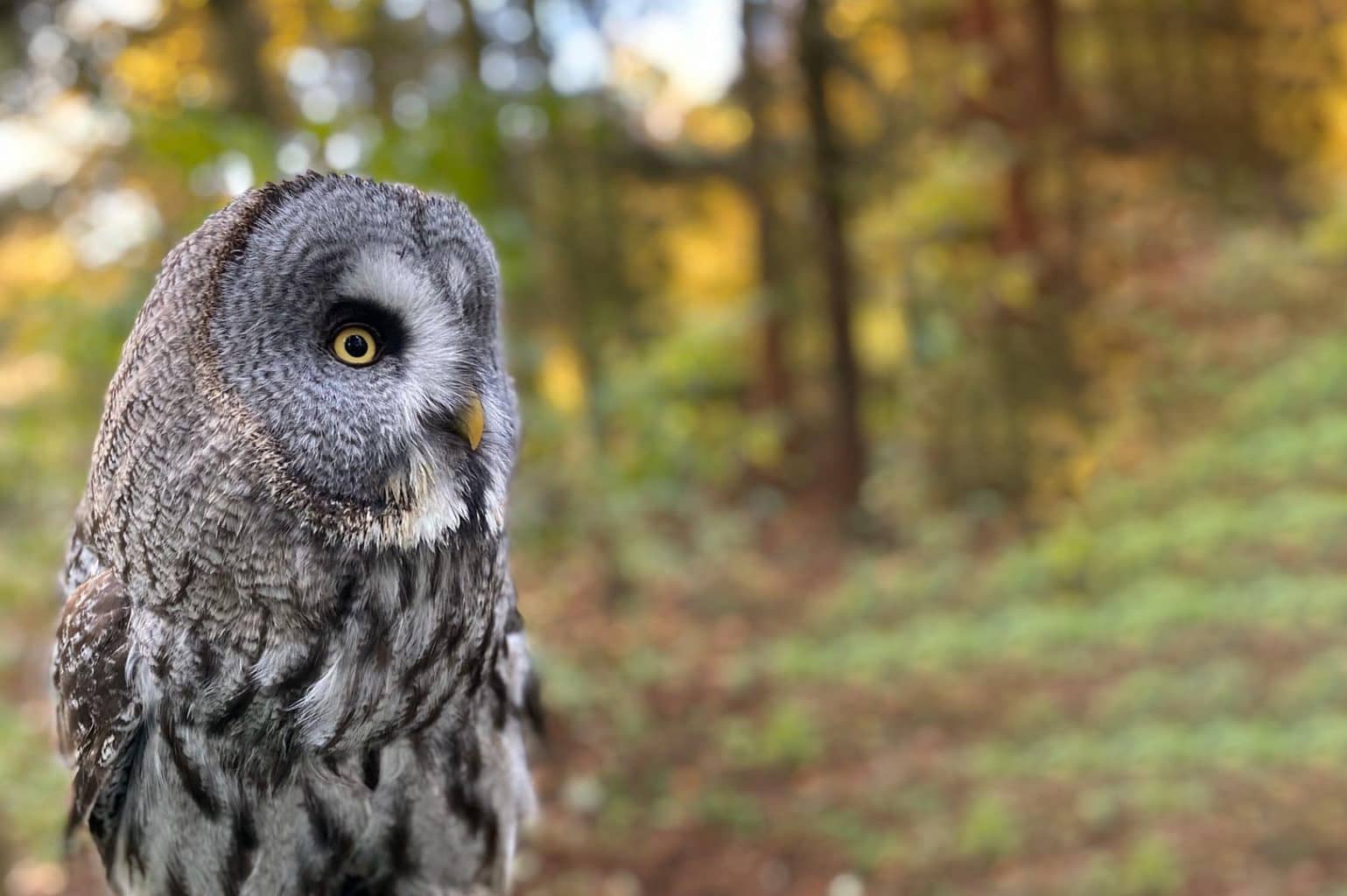 Willow's Birds of Prey & Wildlife Trail, Kent accommodation - Beautiful camping and glamping site featured in HolidayFox article