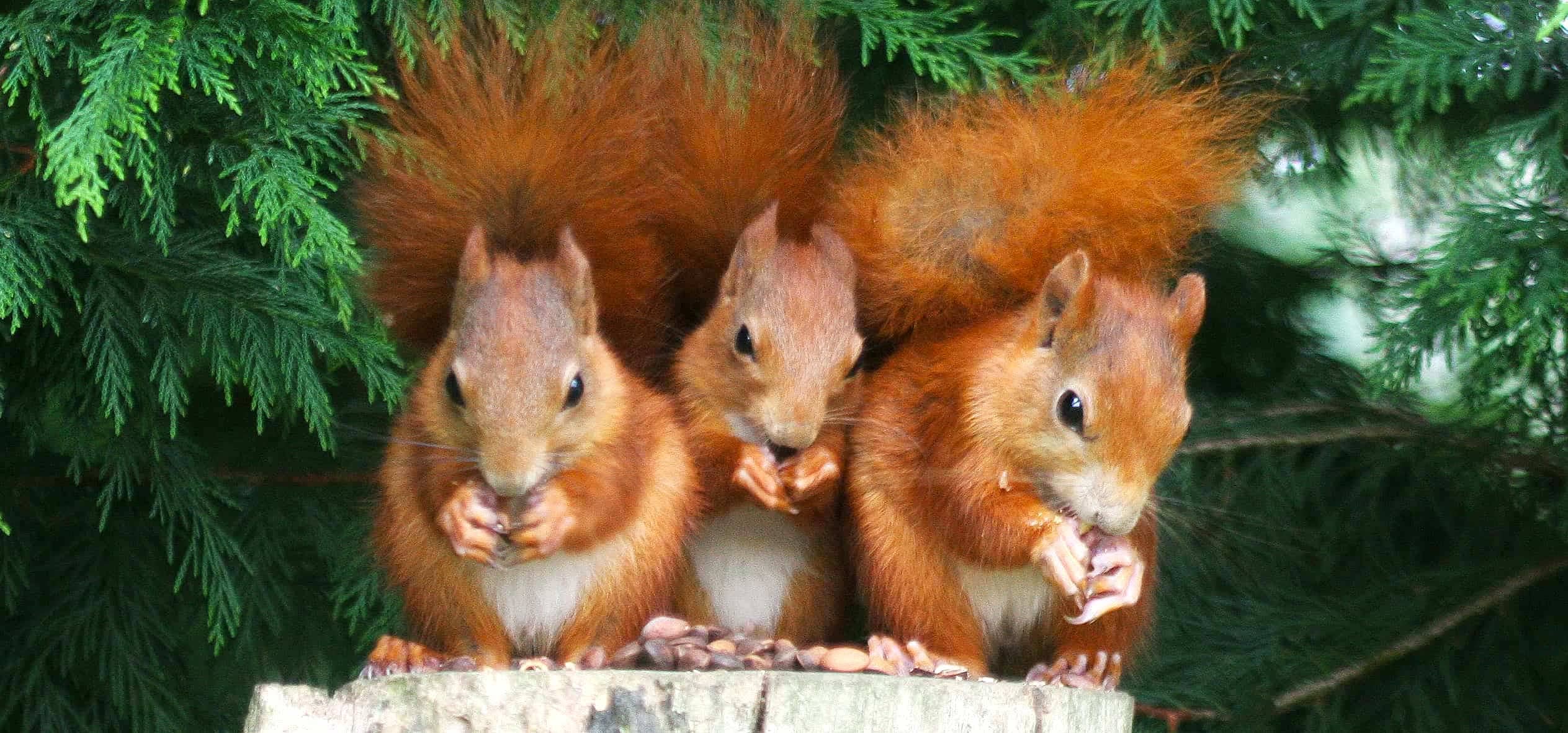 British Wildlife Centre, Surrey accommodation - Beautiful camping and glamping site featured in HolidayFox article