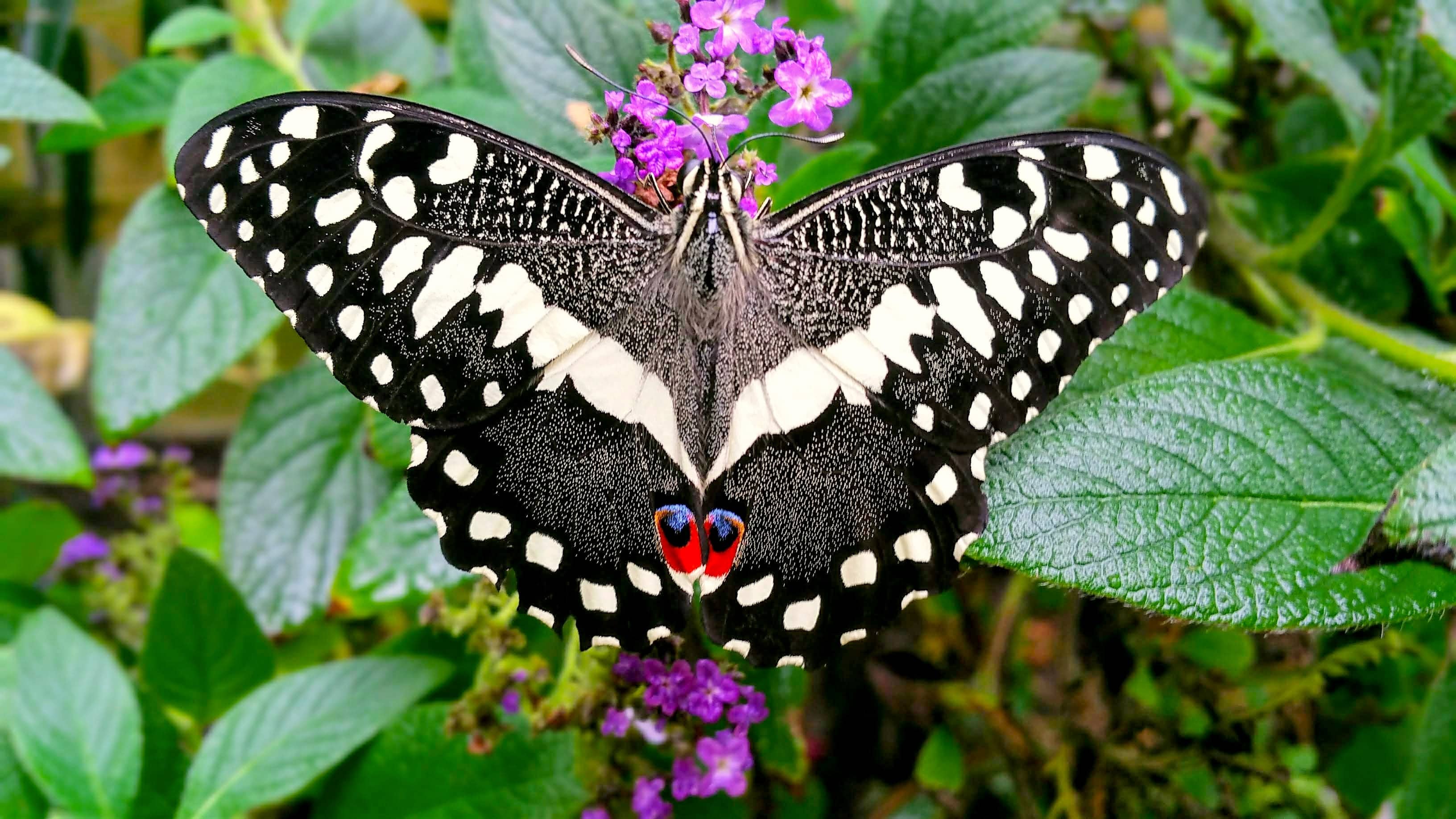 Stratford Butterfly Farm, Warwickshire accommodation - Beautiful camping and glamping site featured in HolidayFox article