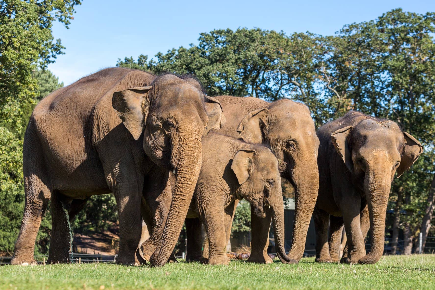Woburn Safari Park, Bedfordshire accommodation - Beautiful camping and glamping site featured in HolidayFox article
