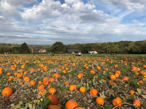 Tulleys Pumpkin Farm