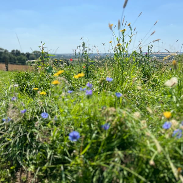 Wildflowers in the meadow