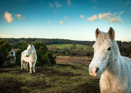 Hampshire