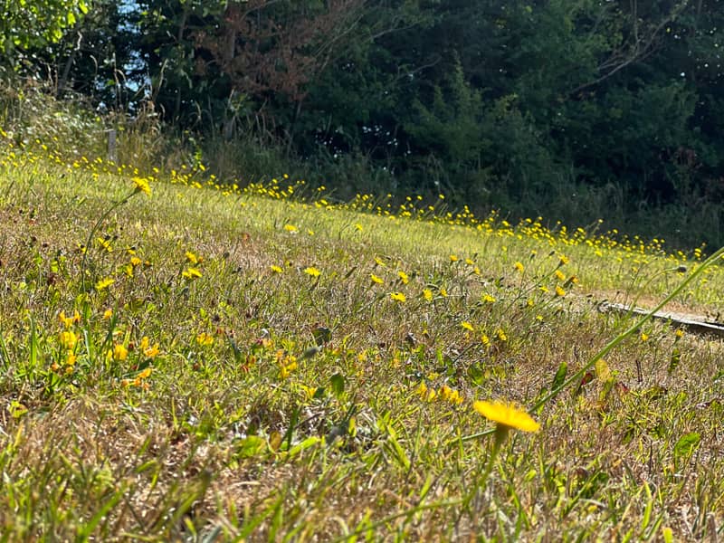 Non-electric Grass Touring Pitch (sloping, members only)