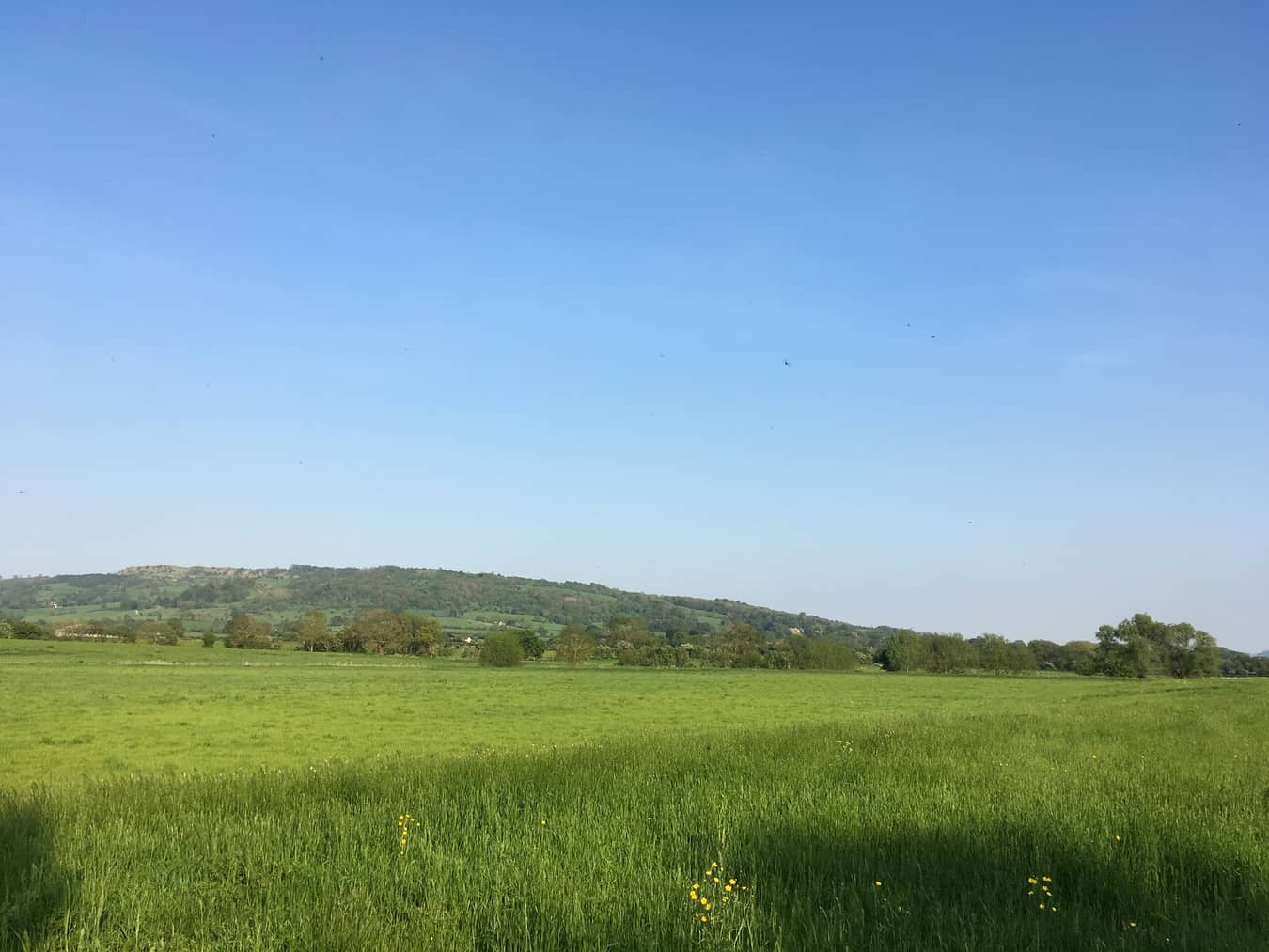 Andrew's Field