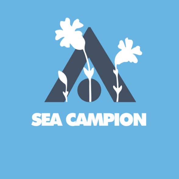 Sea Campion