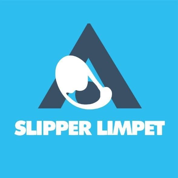 Slipper Limpet